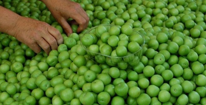 Altın fiyatına erik