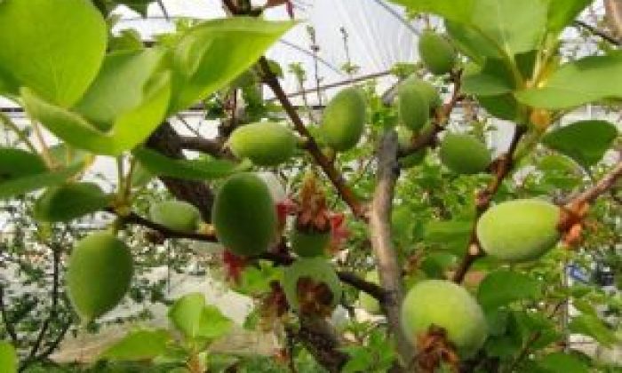 Meteorolojiden Kayısı Üreticilerini Tedirgin Eden Uyarı