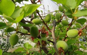 Meteorolojiden Kayısı Üreticilerini Tedirgin Eden Uyarı