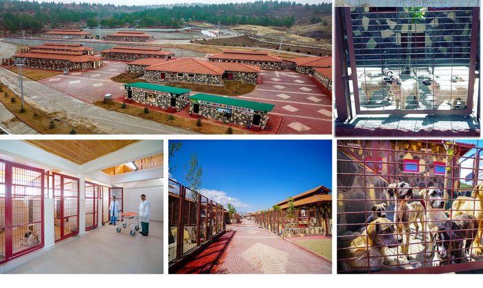 ÜCRETSİZ HAYVAN SAHİPLENMEYE BÜYÜK İLGi