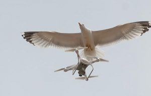 MARTILARIN DRONLA İMTİHANI