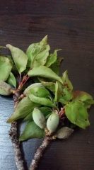 Kayısıda Yaprak Delen (Çil) Hastalığı Uyarısı