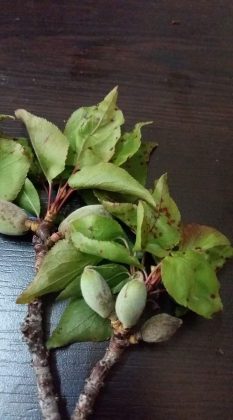 Kayısıda Yaprak Delen (Çil) Hastalığı Uyarısı