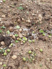 KAYISI ÜRETİCİSİNİ DOLU VURDU