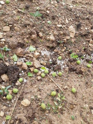 KAYISI ÜRETİCİSİNİ DOLU VURDU