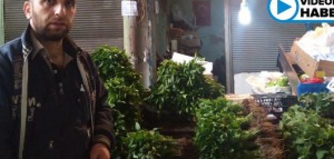 Susuzluk Sedir Satışlarını da Etkiledi Sedirler Elde Kaldı