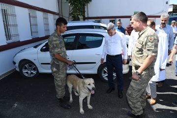 TERÖR OPERASYONLARINDA GÖREV ALAN MAYIN ARAMA KÖPEKLERİNİN TEDAVİSİNİ ÜSTLENDİ