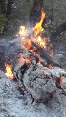 Pütürge Hadino orman yangını