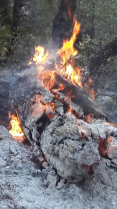 Pütürge Hadino orman yangını