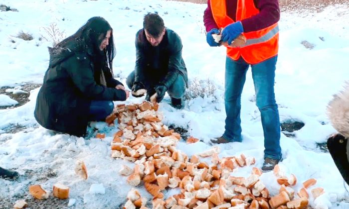 BÜYÜKŞEHİR’DEN SOKAK HAYVANLARINA ŞEFKAT ELİ