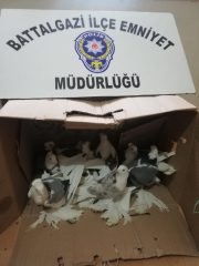 GÜVERCİN HIRSIZLARI YAKALANDI