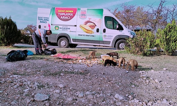 KISITLAMA GÜNLERİNDE SOKAK HAYVANLARI UNUTULMADI