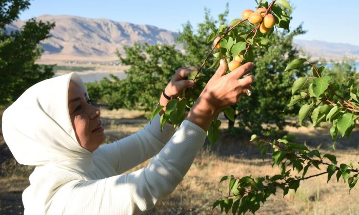 Dünyanın kayısı başkenti’nde hasat başladı