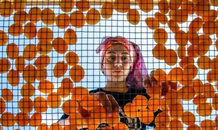 Kayısı Hasadı Fotoğraf Yarışması birinciliği Ordu’ya gitti