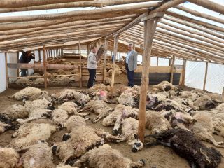 Yazıhan  Alican Mahallesi’nde Aç Kurtlar 200 Küçükbaş Hayvanı Telef Etti