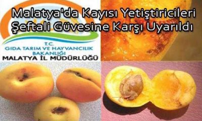 Malatya’lı Kayısı Üreticileri Kayısıda Şeftali Güvesine Karşı Uyarıldı