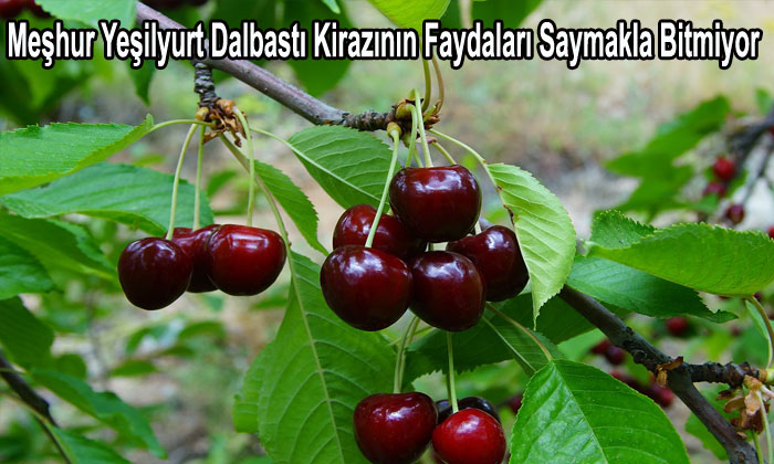 İşte Yeşilyurt’un Meşhur Dalbastı Kirazının Kimsenin Bilmediği Mucizevi Faydaları