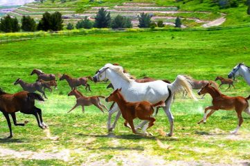Akçadağ Sultansuyu Harasında Bulunan 60 Safkan Arap Tayı İhale İle Satılacak