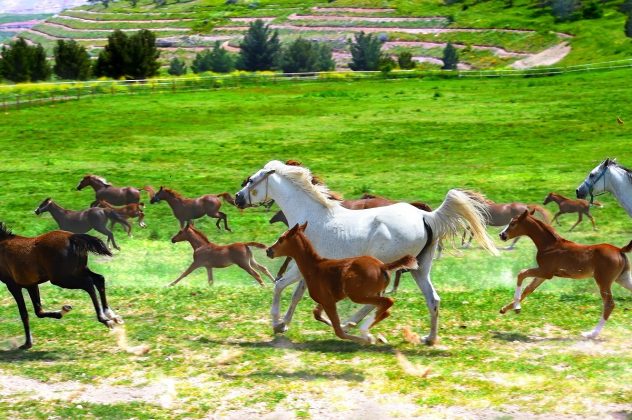 Akçadağ Sultansuyu Harasında Bulunan 60 Safkan Arap Tayı İhale İle Satılacak