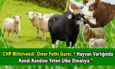 CHP’li Ömer Fethi Gürer, “Hayvan Varlığında Kendi Kendine Yeten Ülke 0lmalıyız”