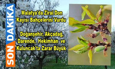 Doğanşehir, Akçadağ, Darende, Kuluncak ve Hekimhan’da Meyve Ağaçları Büyük Zarar Gördü