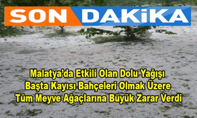 Malatya’da Etkili Olan Dolu Yağışı, Kayısı Bahçelerine Büyük Zarar Verdi