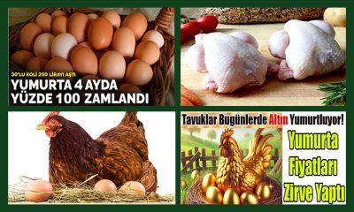 Vatandaştan % 100 Artan Yumurta Fiyatına Tepki. 1-2 Ay Yumurta Tüketmeyelim Çağrısı Yapıldı