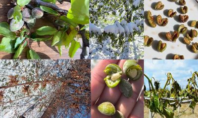 Malatya’nın Tamamı Olmak Üzere Komşu İlçeler Baskil, Elbistan ve Gürün’üde Zirai Don Vurdu