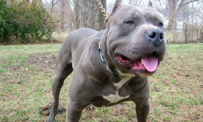 Malatya’da Pitbull Cinsi Bir Köpeğin Saldırması Sonucu 1 Kişi Yaralandı