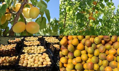 Kayısı Sezonu Rekorla Kapandı: 40 Bin Tonluk Üretim Sağlandı!