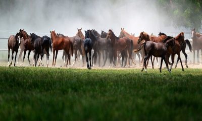 Sultansuyu Harasında Yetişen 70 Baş Safkan Arap Koşu Tayı Satışa Çıkarıldı
