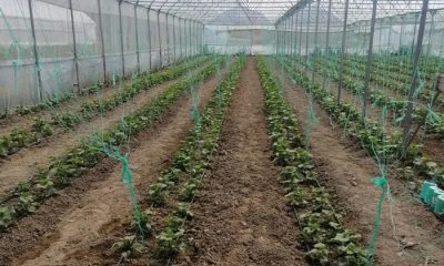 Arapgir’e 5 Adet 500 Metrekarelik Toplam 2500 Metrekare Sera Kurulumu Yapılacak