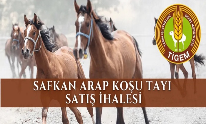 TİGEM Sultansuyu’nda Yetişen 15 Baş Safkan Elit Arap Koşu Tayını İhaleyle Satacak