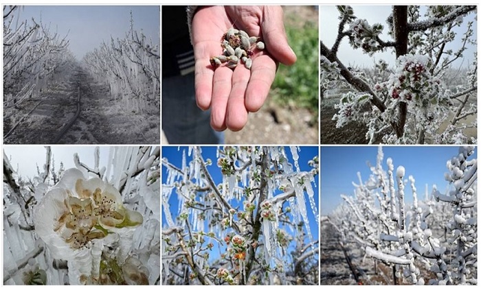 Malatya ve 65 İldeki Üreticilere Zirai Dondan Etkilenen 16 Ürün İçin Destek Ödemesi Yapılacak