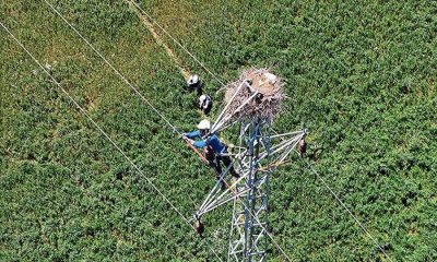 Fırat EDAŞ Kesintisiz Enerji Sağlarken Leyleklerinde Yaşam Alanlarını Koruyor