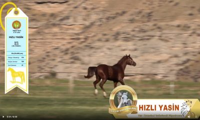 Malatya Sultan Suyunda Yetişen Tay Cumhuriyet Tarihinin Rekoru İle 10,5 Milyon Liraya Satıldı