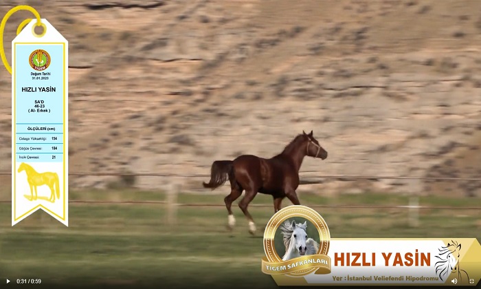 Malatya Sultan Suyunda Yetişen Tay Cumhuriyet Tarihinin Rekoru İle 10,5 Milyon Liraya Satıldı