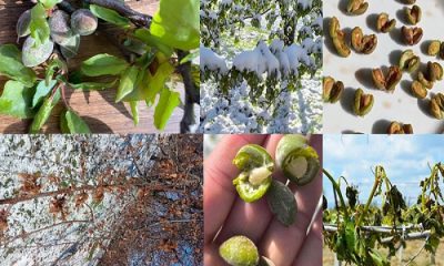 Zirai Dondan Zarar Gören Malatya’lı Kayısı Üreticilerine 7,1 Milyar TL Ödeme Yapılacak