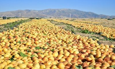 Malatya Kendine Ait Festivale Bile Sahip Çıkmazken Kayısıyı Baskil ve  Elbistan Sahiplendi